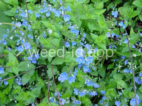 speedwell, germander